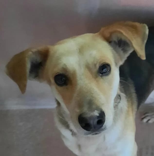 Brian,  (PAWS Dog Shelter Paphos)