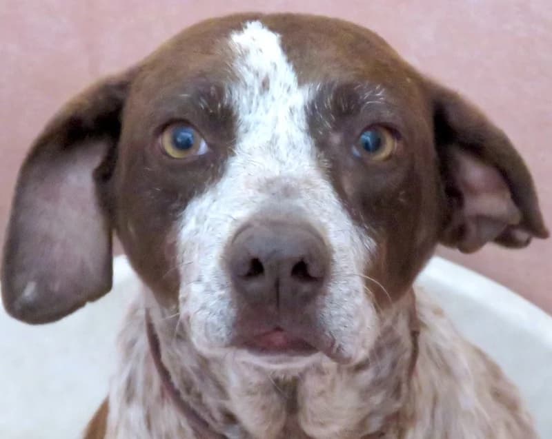 Martini,  (PAWS Dog Shelter Paphos)