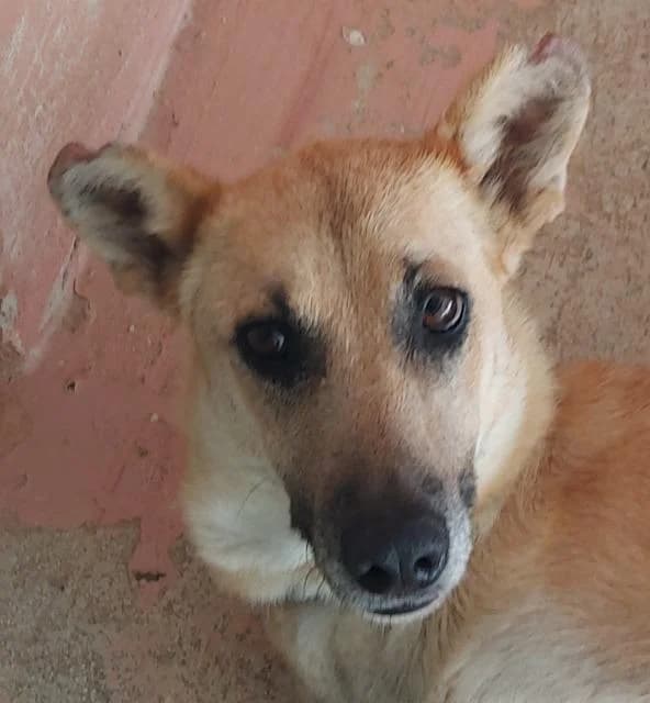 Lisa, Mixed Breed (PAWS Dog Shelter Paphos)