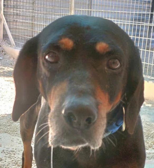 Rover,  (PAWS Dog Shelter Paphos)