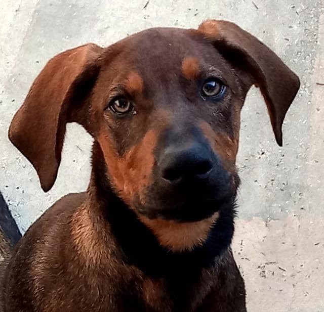 Pajero, German Shepherd (PAWS Dog Shelter Paphos)