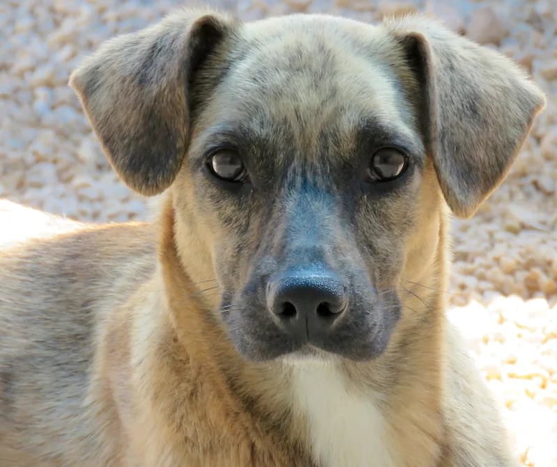 Jersey, Mixed Breed (PAWS Dog Shelter Paphos)