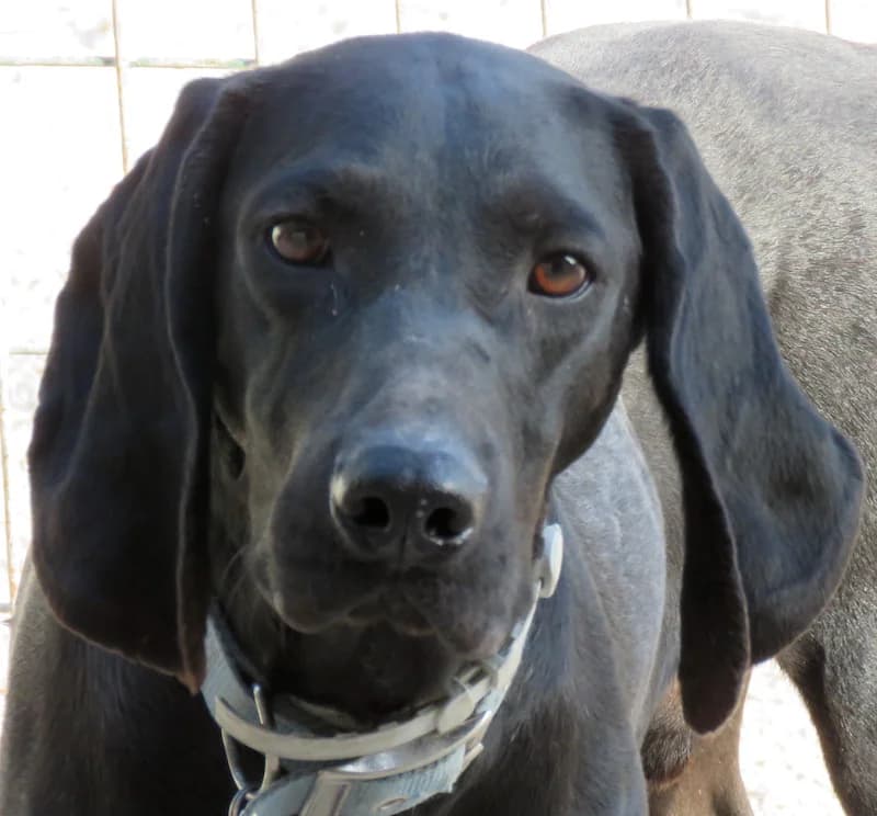 Ziggy,  (PAWS Dog Shelter Paphos)