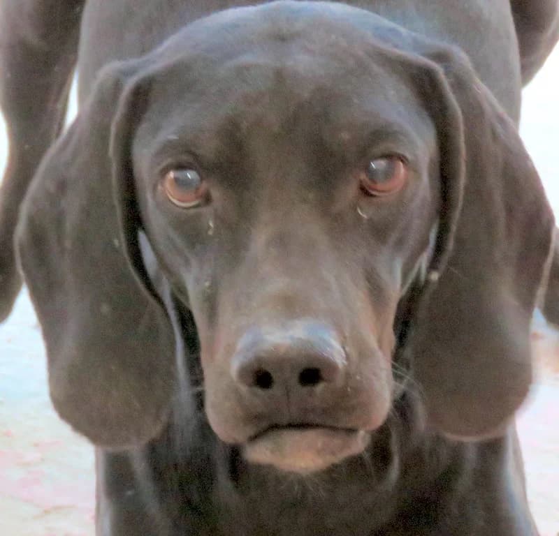 Waldo,  (PAWS Dog Shelter Paphos)