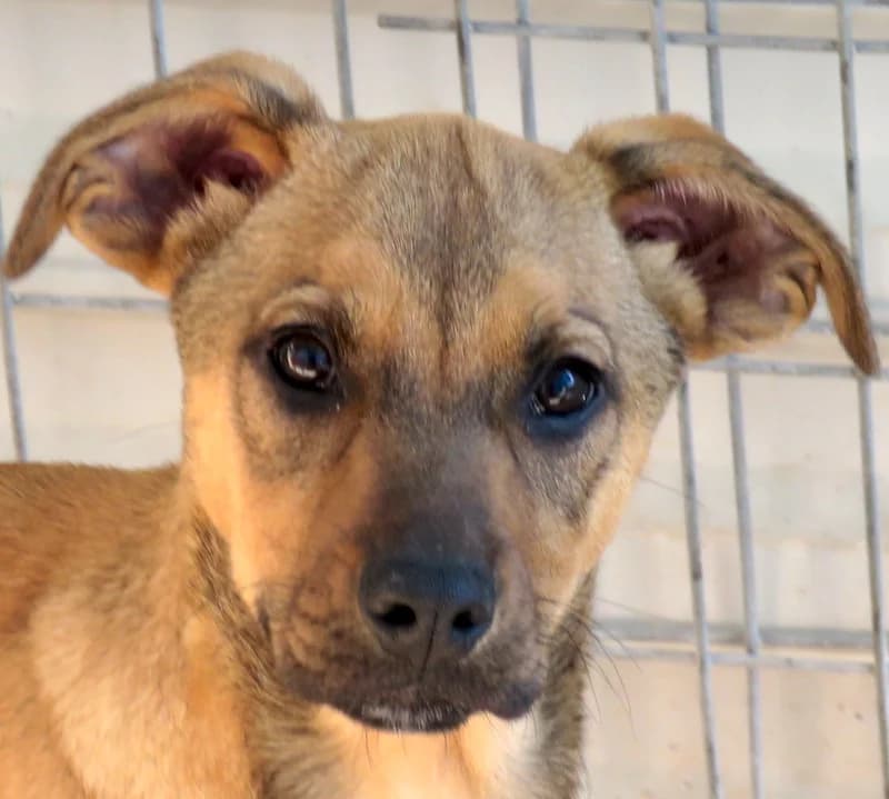 Shady,  (PAWS Dog Shelter Paphos)