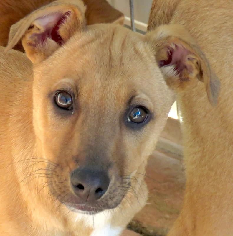 Siri,  (PAWS Dog Shelter Paphos)