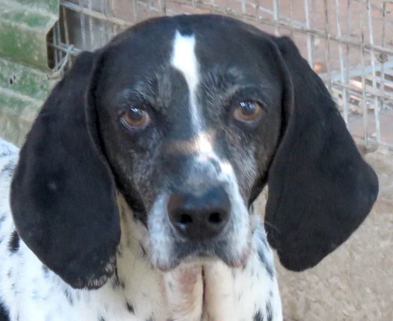 Fonzy,  (PAWS Dog Shelter Paphos)