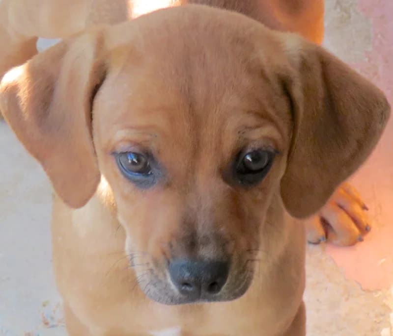 Farley, Mixed Breed (PAWS Dog Shelter Paphos)