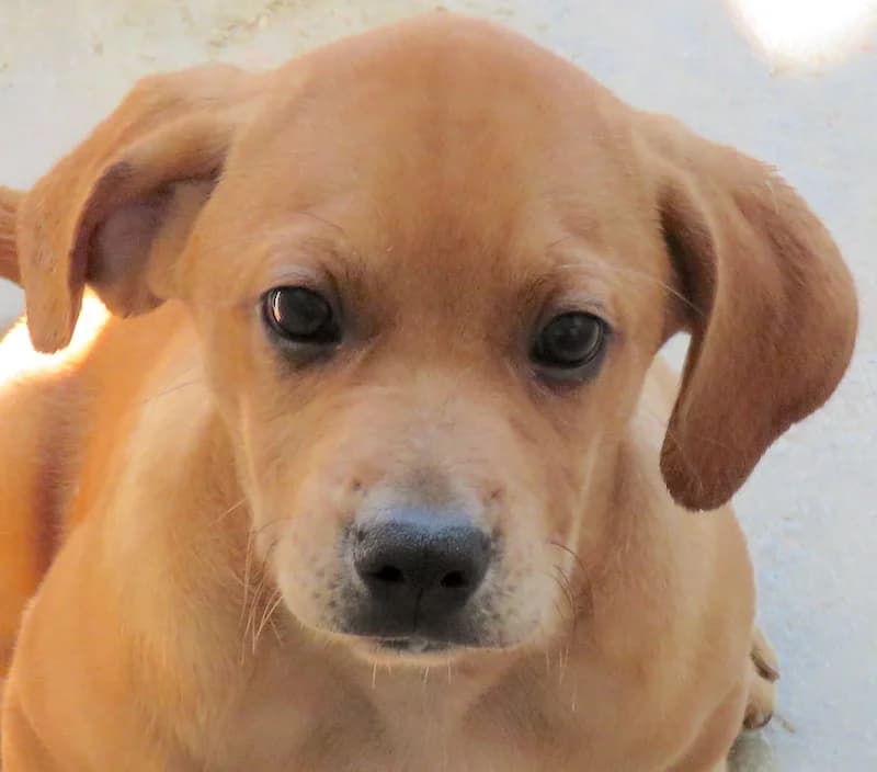 Farrell, Mixed Breed (PAWS Dog Shelter Paphos)