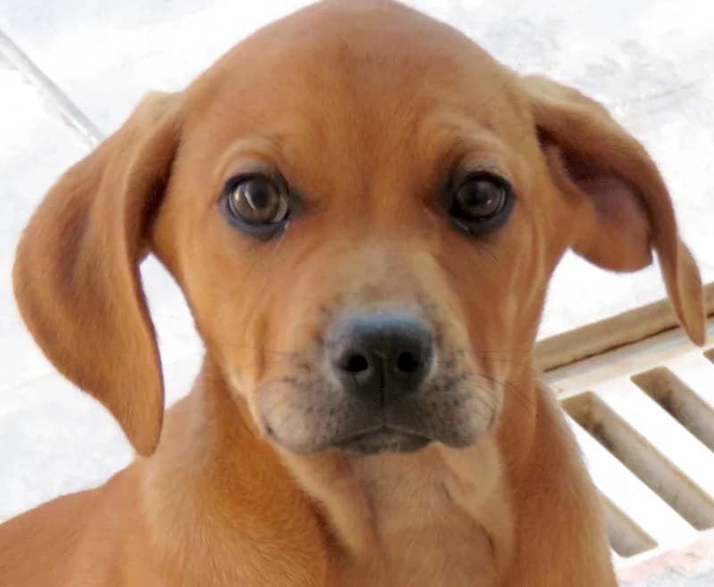 Fletcher, Mixed Breed (PAWS Dog Shelter Paphos)