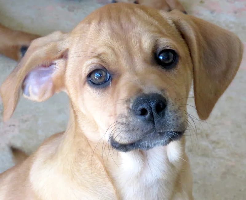 Flora, Mixed Breed (PAWS Dog Shelter Paphos)