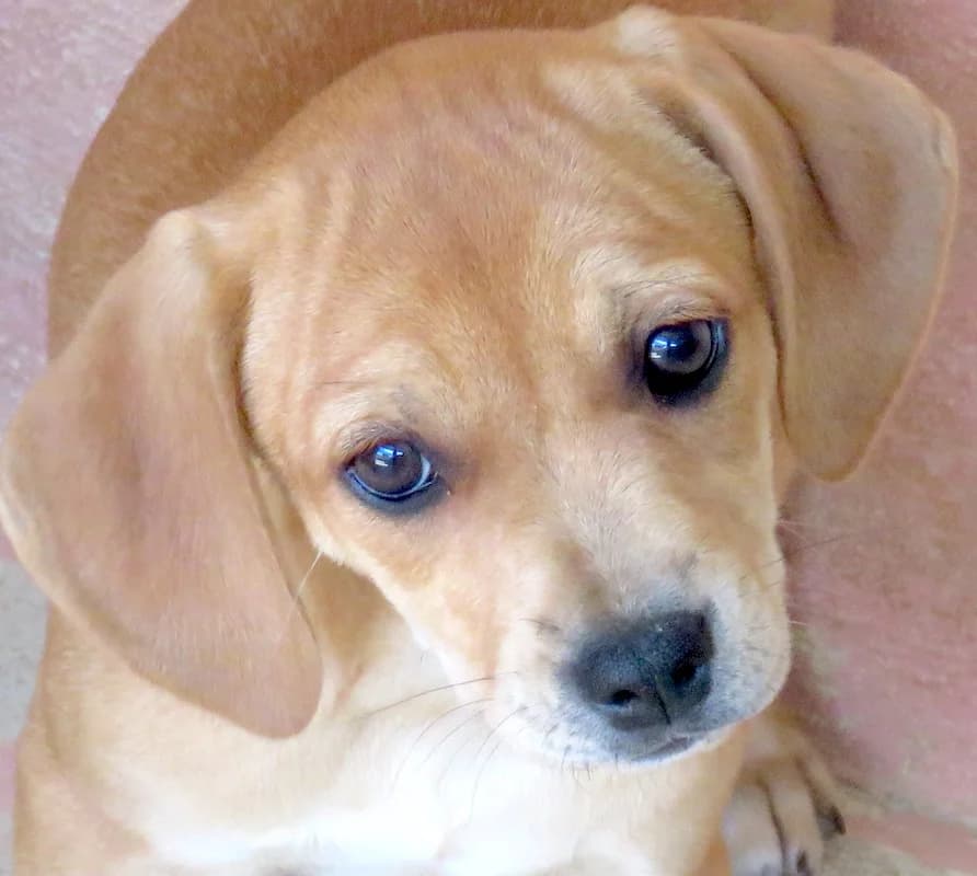 Fern, Mixed Breed (PAWS Dog Shelter Paphos)