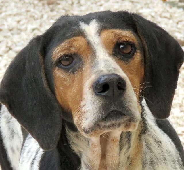 Lea, Mixed Breed (PAWS Dog Shelter Paphos)