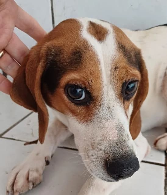 Lew,  (PAWS Dog Shelter Paphos)