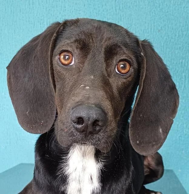 Franco,  (PAWS Dog Shelter Paphos)