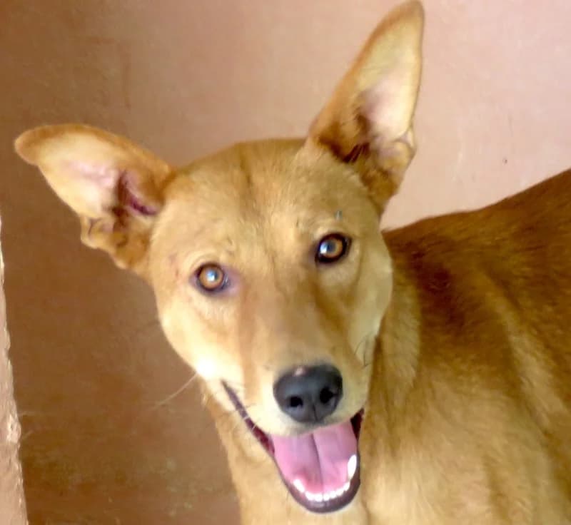 Finn, Mixed Breed (PAWS Dog Shelter Paphos)