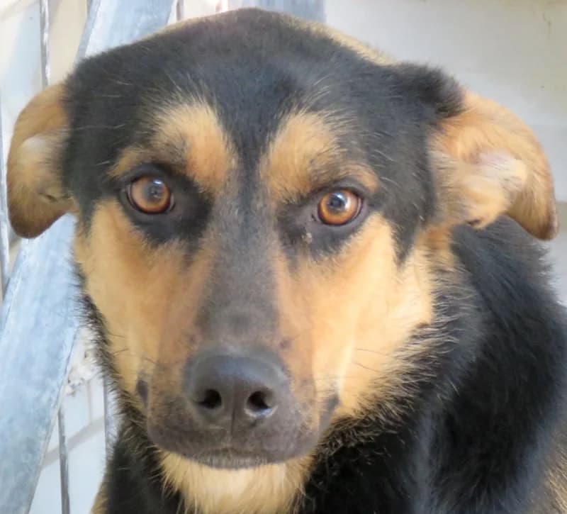 Mash,  (PAWS Dog Shelter Paphos)