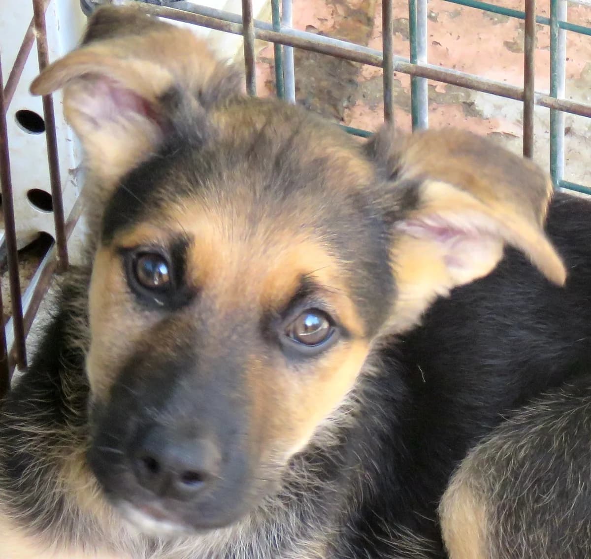 Marshal,  (PAWS Dog Shelter Paphos)