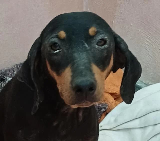 Clementine,  (PAWS Dog Shelter Paphos)