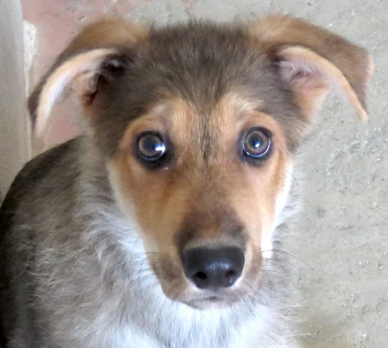 Wolverine,  (PAWS Dog Shelter Paphos)