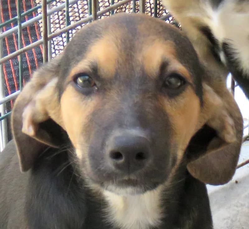 Henry,  (PAWS Dog Shelter Paphos)