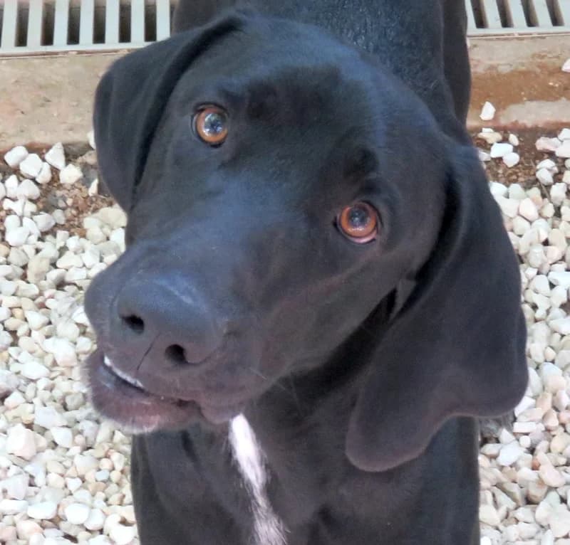 Charlie,  (PAWS Dog Shelter Paphos)