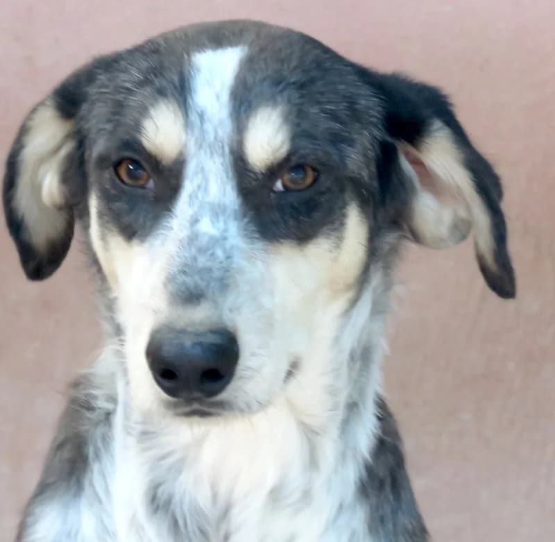 Aiden, Mixed Breed (PAWS Dog Shelter Paphos)