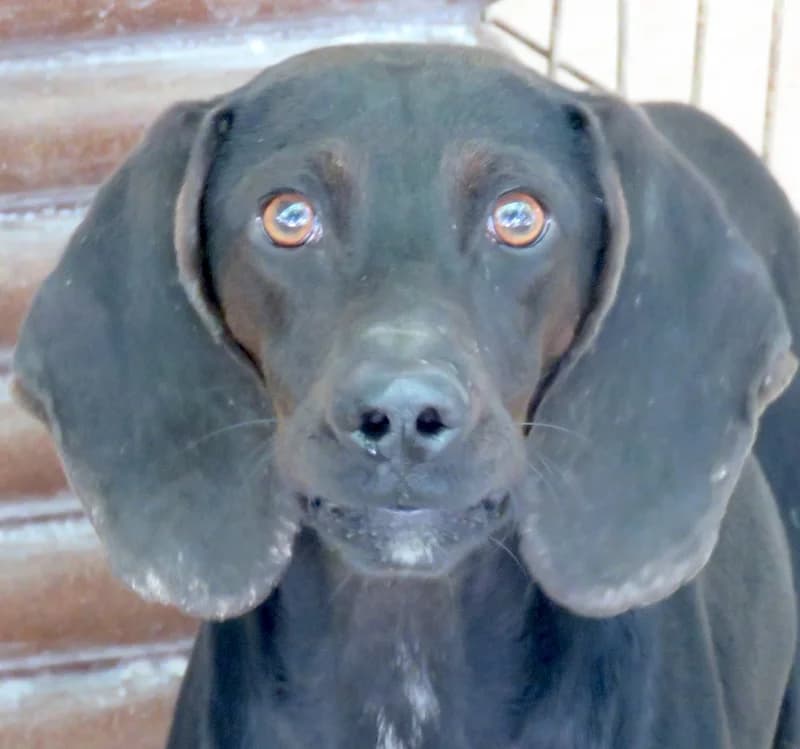 Lenny,  (PAWS Dog Shelter Paphos)