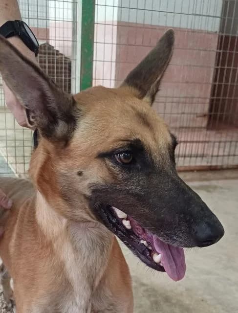 Reuben, Belgian Malinois (PAWS Dog Shelter Paphos)