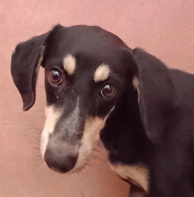 Alma,  (PAWS Dog Shelter Paphos)