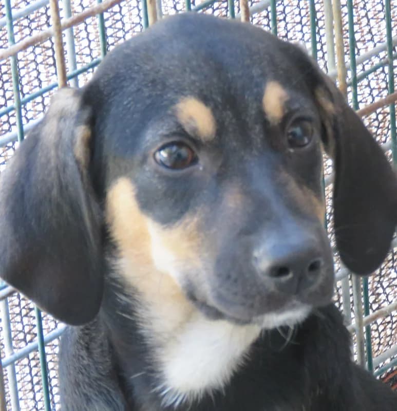 Hannes,  (PAWS Dog Shelter Paphos)