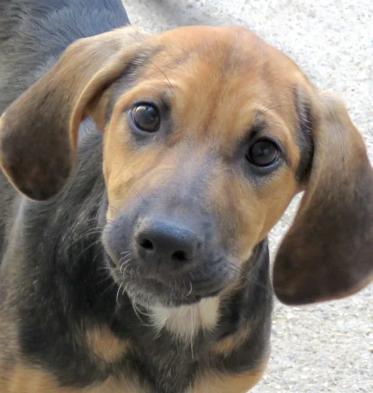Hotte,  (PAWS Dog Shelter Paphos)