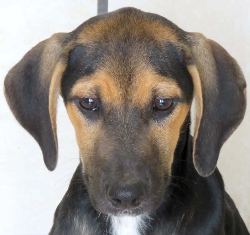 Horst,  (PAWS Dog Shelter Paphos)