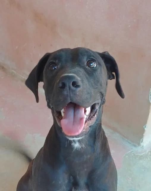 Einstein, Labrador Retriever (PAWS Dog Shelter Paphos)