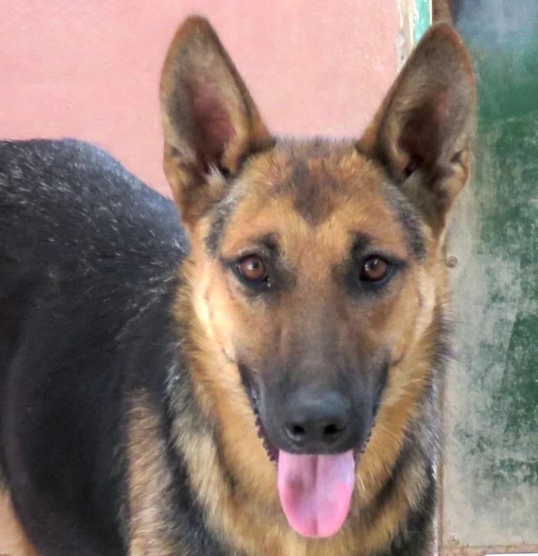 Mystique, German Shepherd (PAWS Dog Shelter Paphos)
