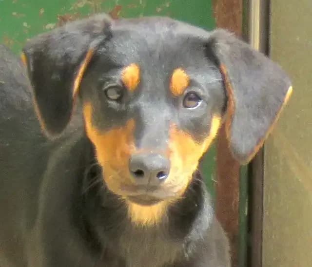 Kiss,  (PAWS Dog Shelter Paphos)