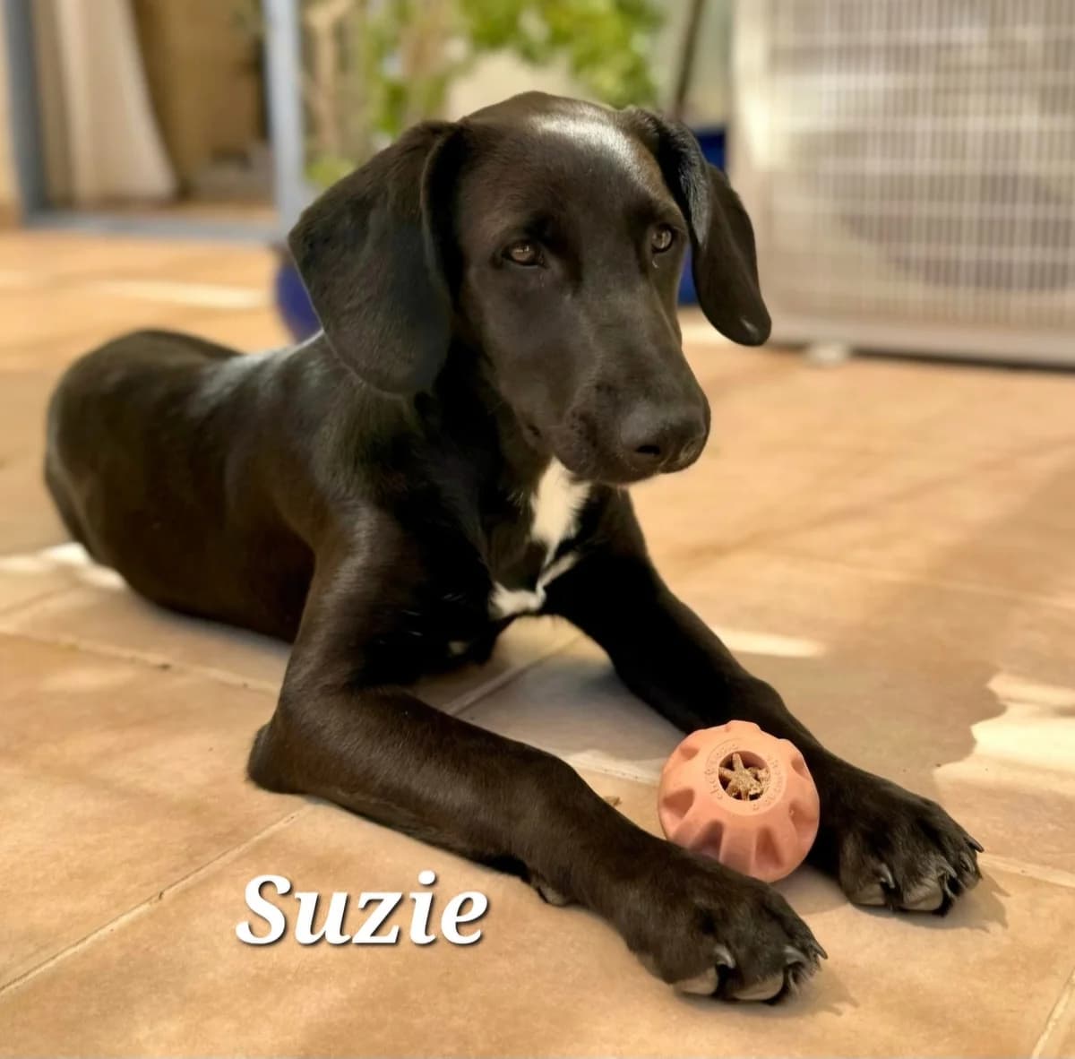 Suzie, Mixed Breed (PAWS Dog Shelter Paphos)