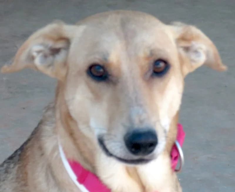 Cleopatra,  (PAWS Dog Shelter Paphos)