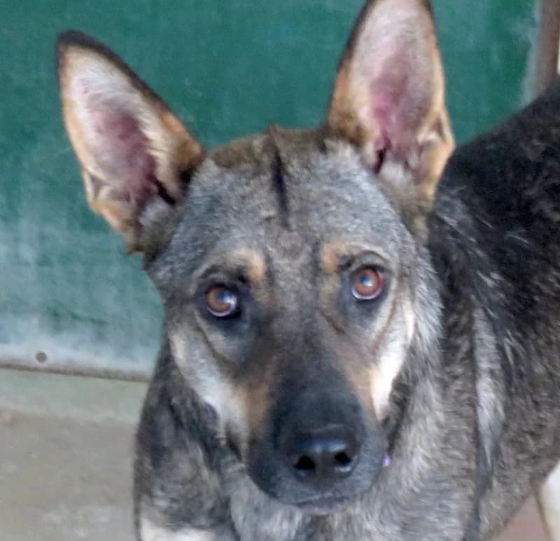 Noah,  (PAWS Dog Shelter Paphos)