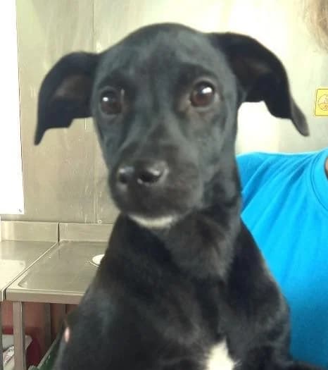 Sten,  (PAWS Dog Shelter Paphos)