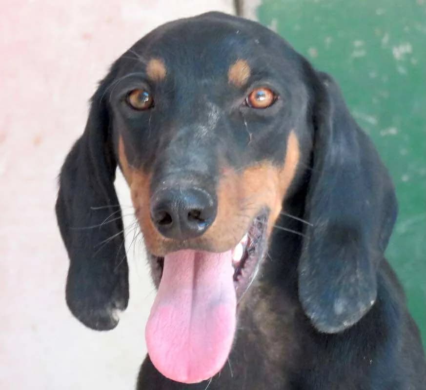 Tommy, Mixed Breed (PAWS Dog Shelter Paphos)