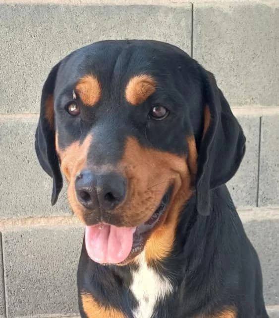Tyrone, Mixed Breed (PAWS Dog Shelter Paphos)