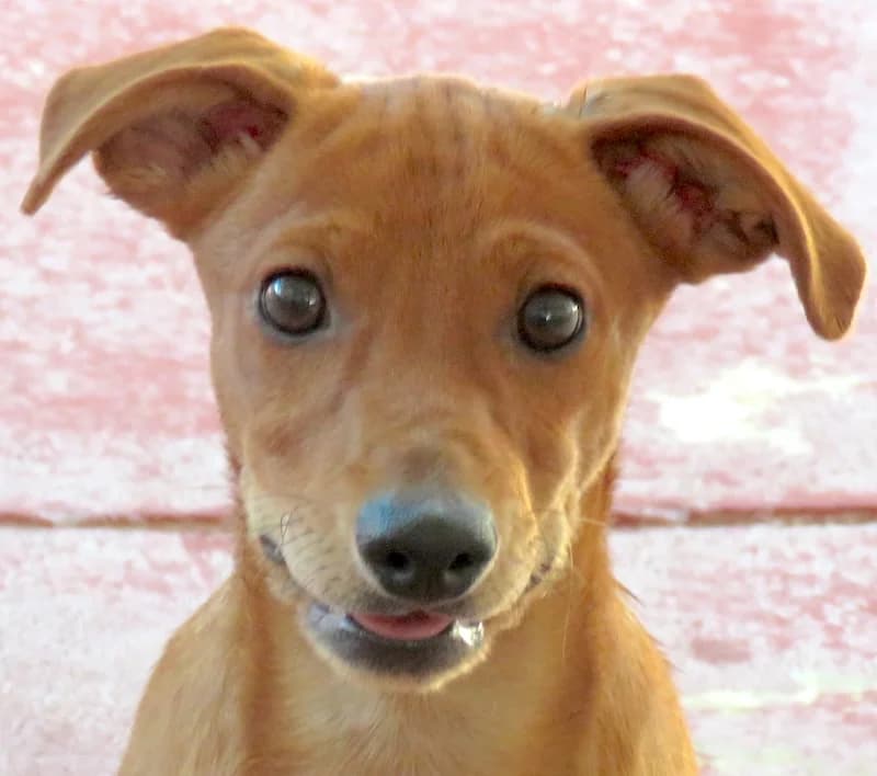 Whimpey, Mixed Breed (PAWS Dog Shelter Paphos)