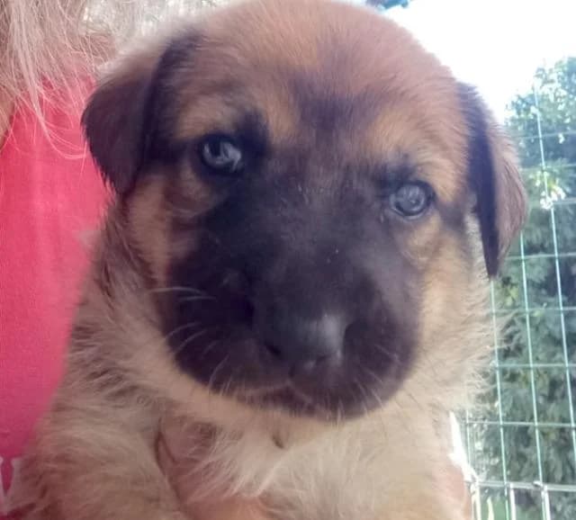 Vica,  (PAWS Dog Shelter Paphos)