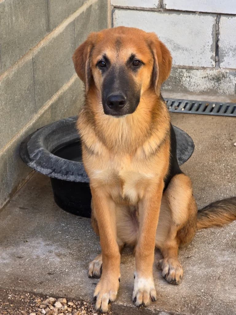Grape,  (PAWS Dog Shelter Paphos)