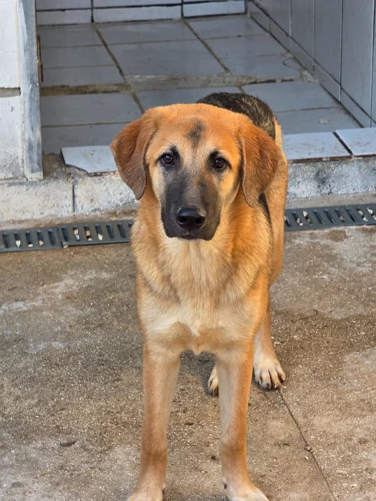 Kiwi,  (PAWS Dog Shelter Paphos)