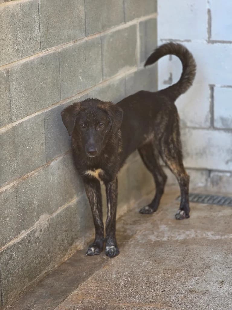 Pomegranate, Mixed Breed (PAWS Dog Shelter Paphos)