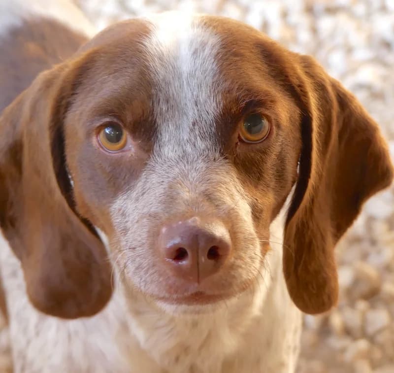 Chip,  (PAWS Dog Shelter Paphos)