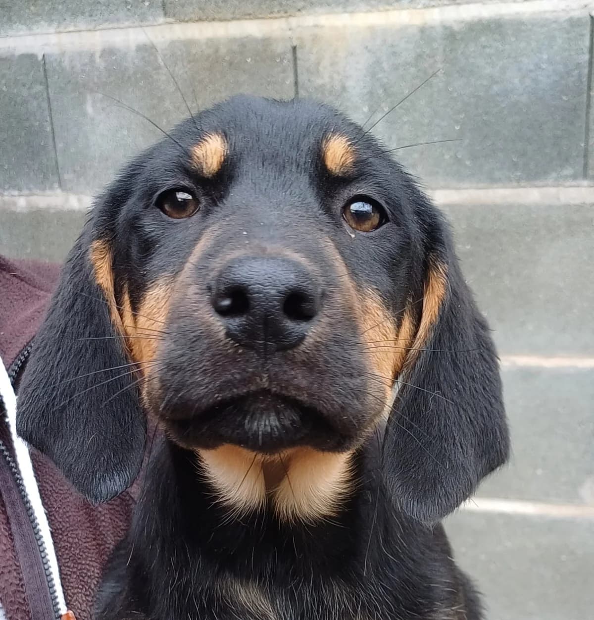 Brandy,  (PAWS Dog Shelter Paphos)