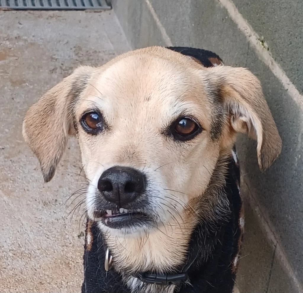 Totty,  (PAWS Dog Shelter Paphos)